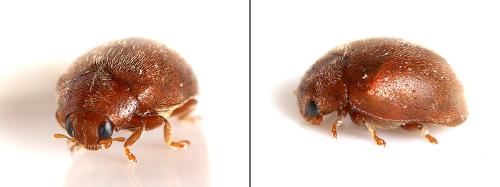 Réf. 345 257 : Scymnus sp.